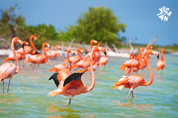 Explora Yucatán